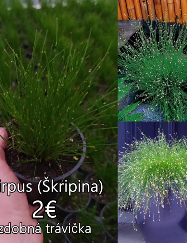 Scirpus (ozdobná trávička)