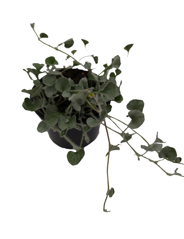 Dichondra