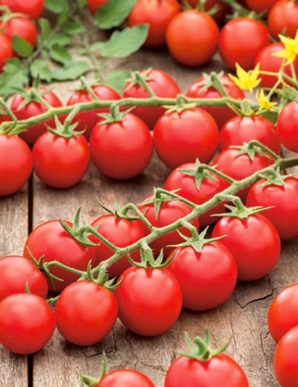 Paradajky - Cherry okrúhle vysoké strapcové