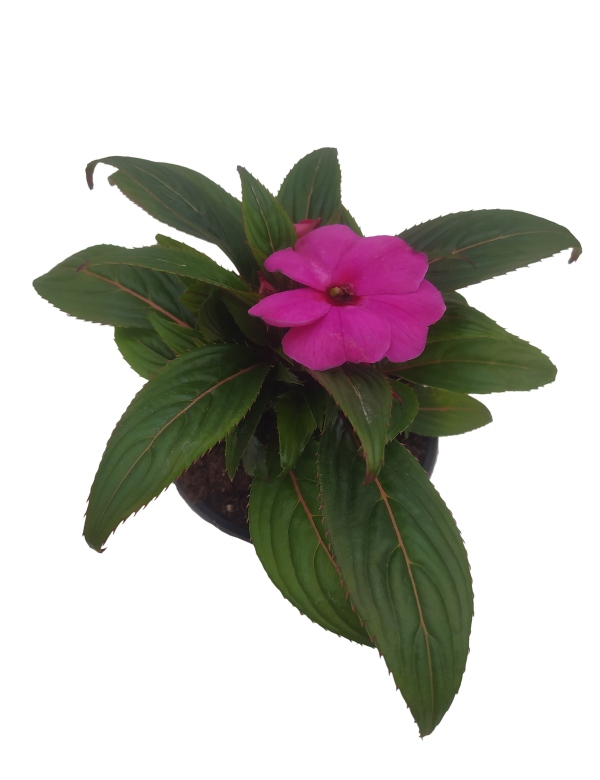 SunPatiens New guinea- veľkokvetá cyklamenová