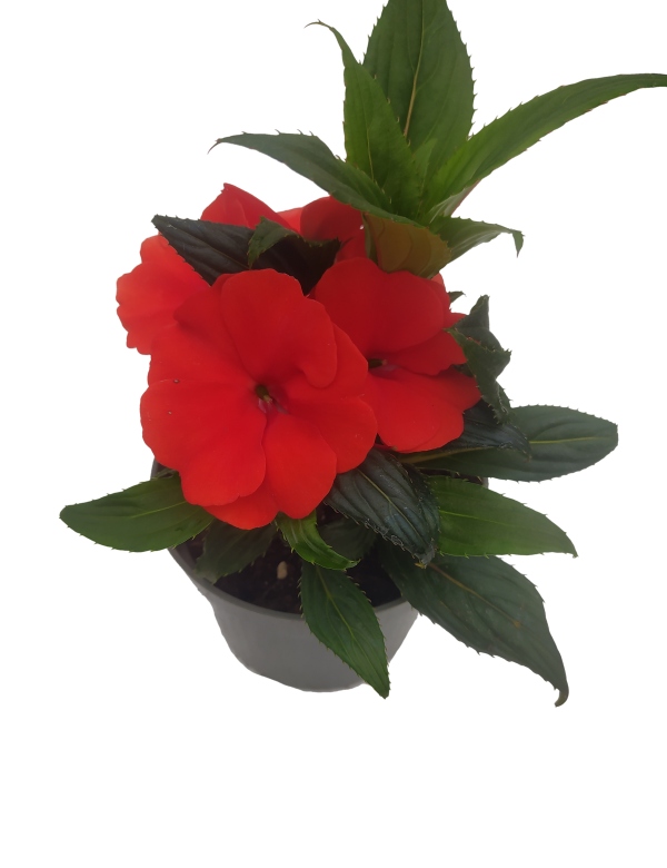 SunPatiens New guinea- veľkokvetá  červená