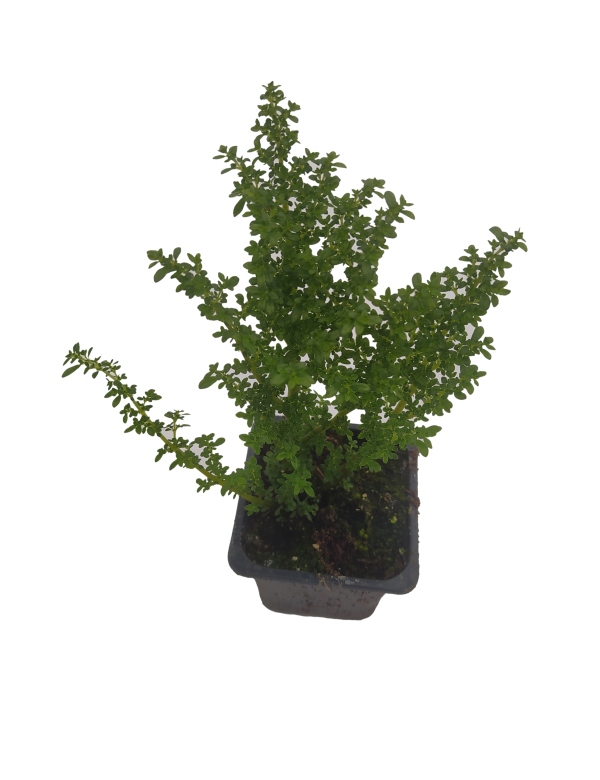 Pilea