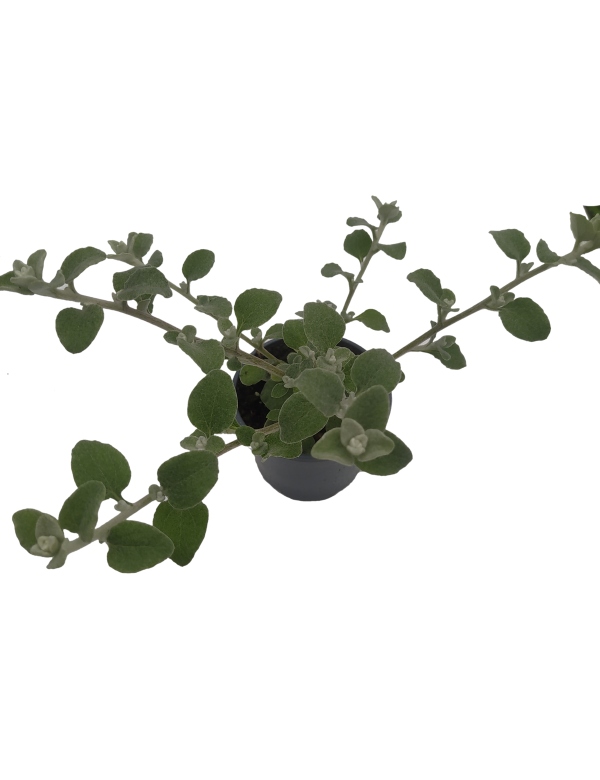 Starček ťahavý  Helichrysum