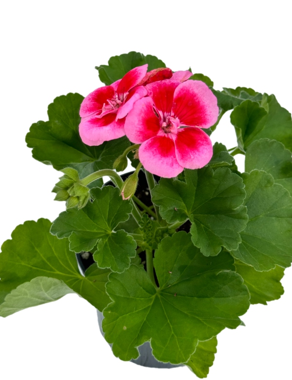 Muškát vzpriamený Pink