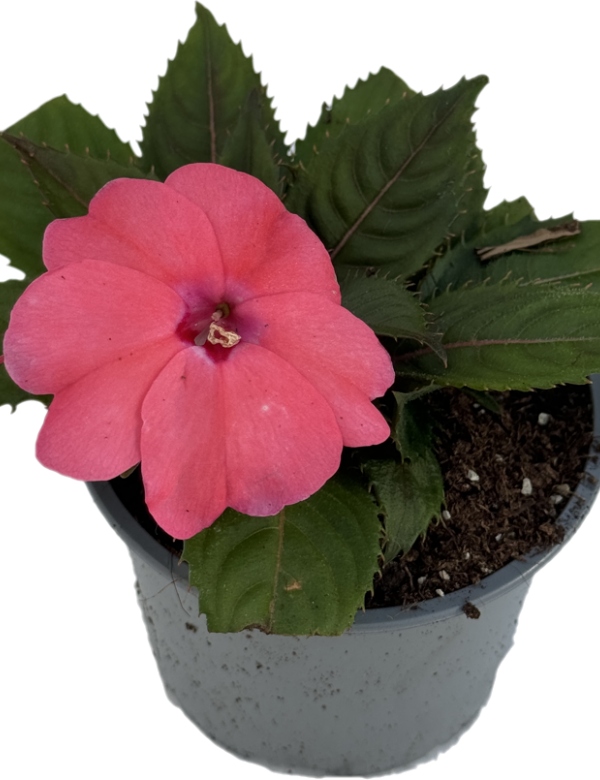 SunPatiens New guinea- veľkokvetá  lososová