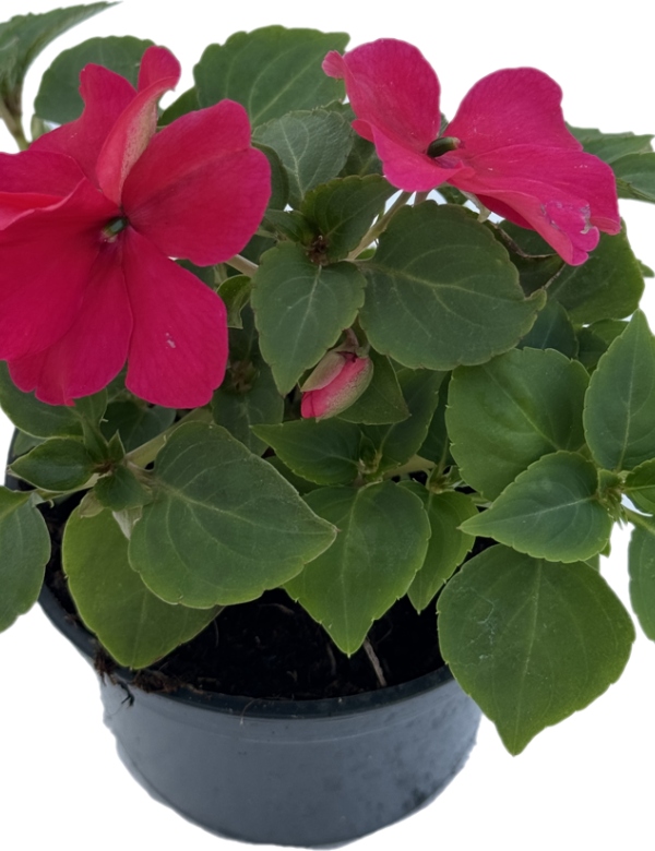 Netýkavka sultánska  ružová