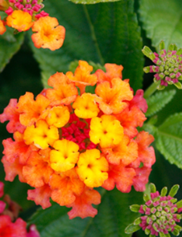 Lantana červeno-oranžová