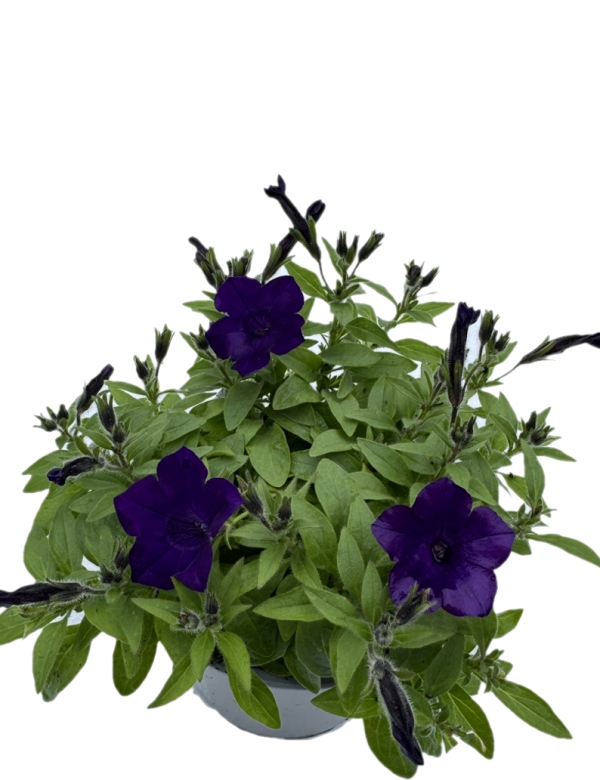 Supertunia Vista - Ultramarine Mini