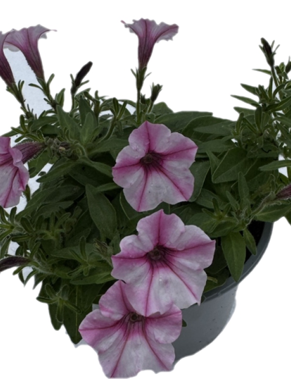 Supertunia Vista - Pink Star Mini