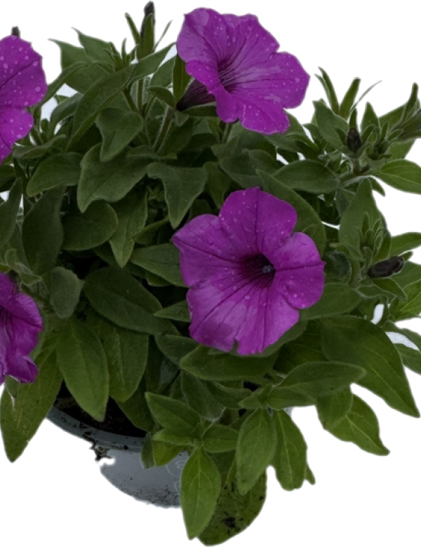 Supertunia Vista - Jazzberry