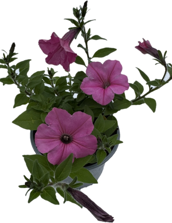 Supertunia Vista - Bubblegum