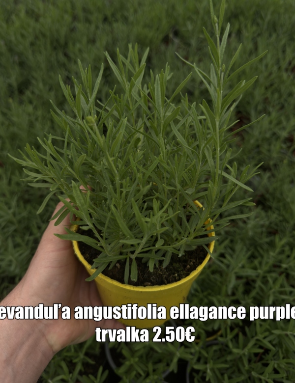 Levandula angustifolia ellagance purple
