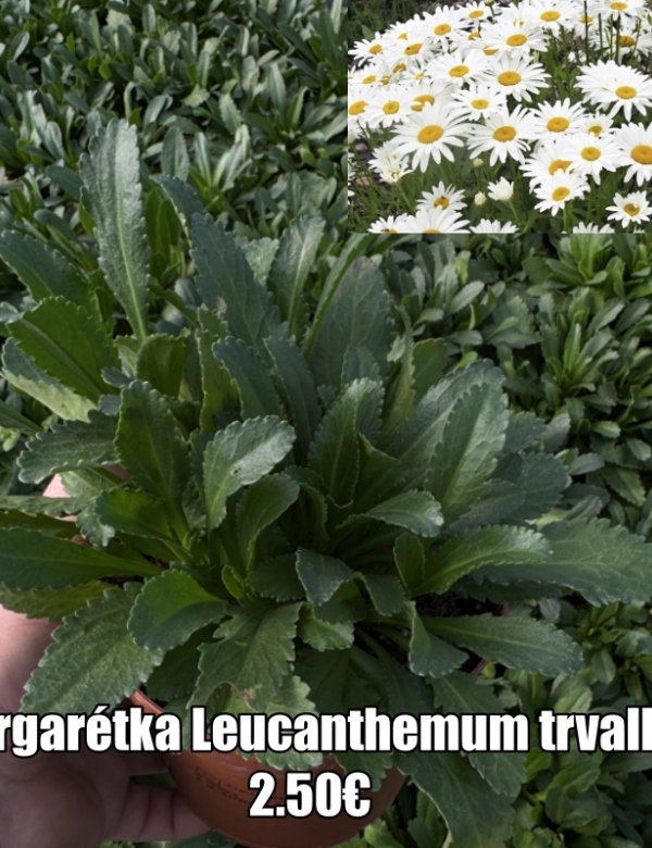 Leucanthemum Margaréta