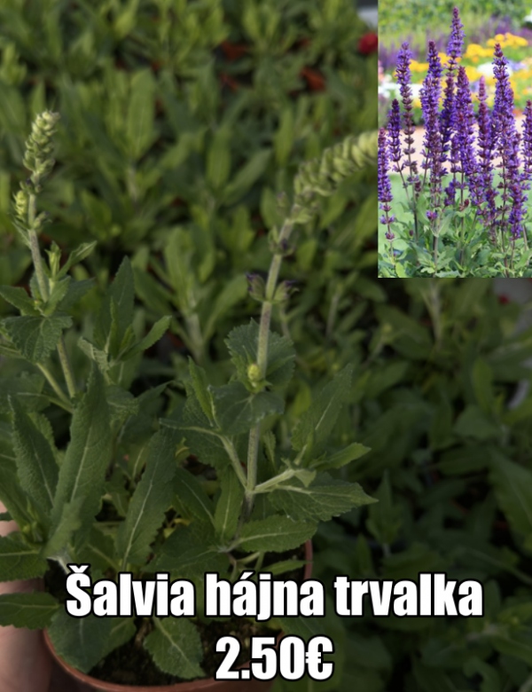 Šalvia hájna