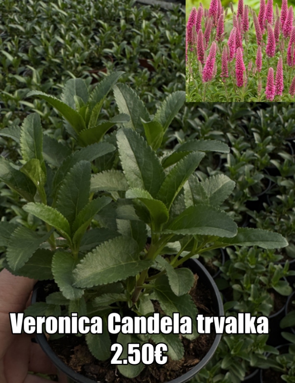 Veronica Candela