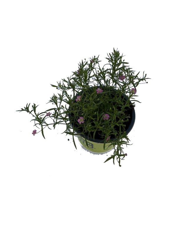 Gypsophila Muralis - Ružová