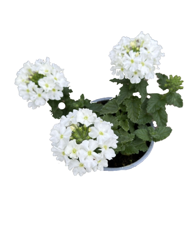 Verbena biela