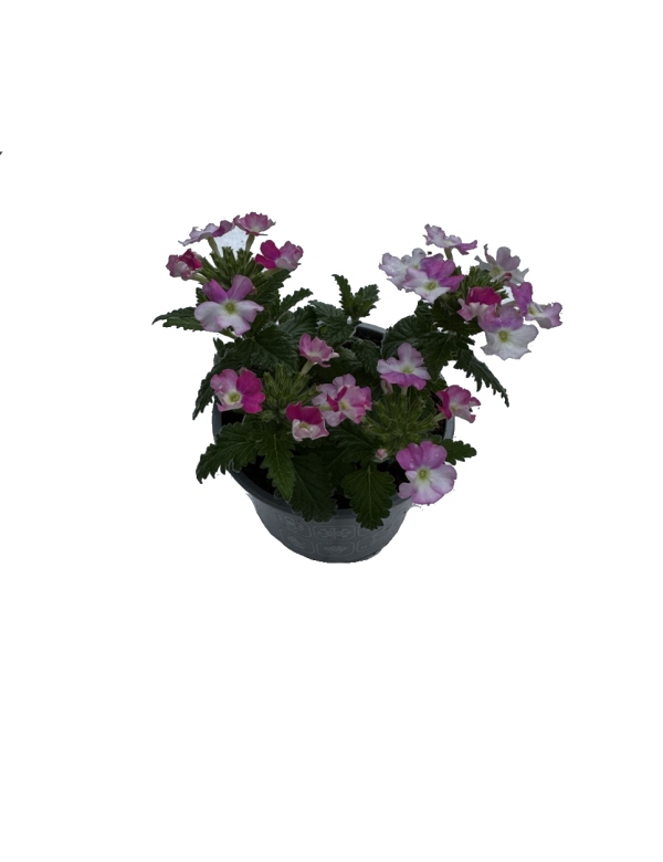 Verbena bielo ružová