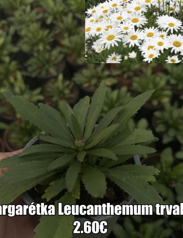 Leucanthemum - margarétka - trvalka