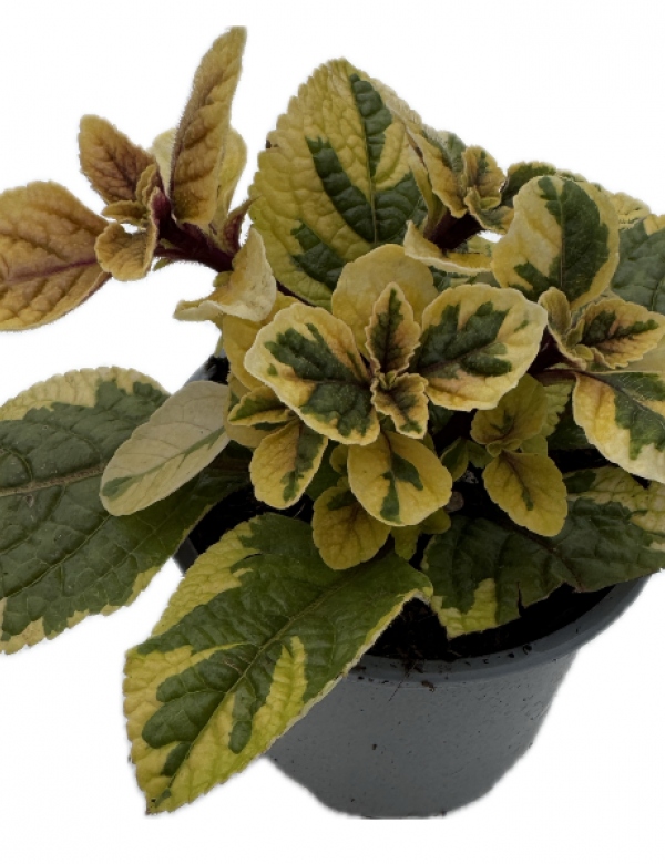 Plektrantus Niko Gold