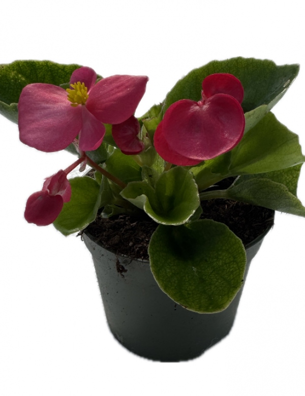 Begónia ružová zelený list väčšia