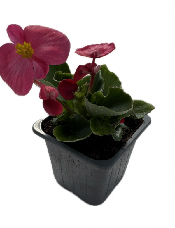 Begónia ružová zelený list menšia