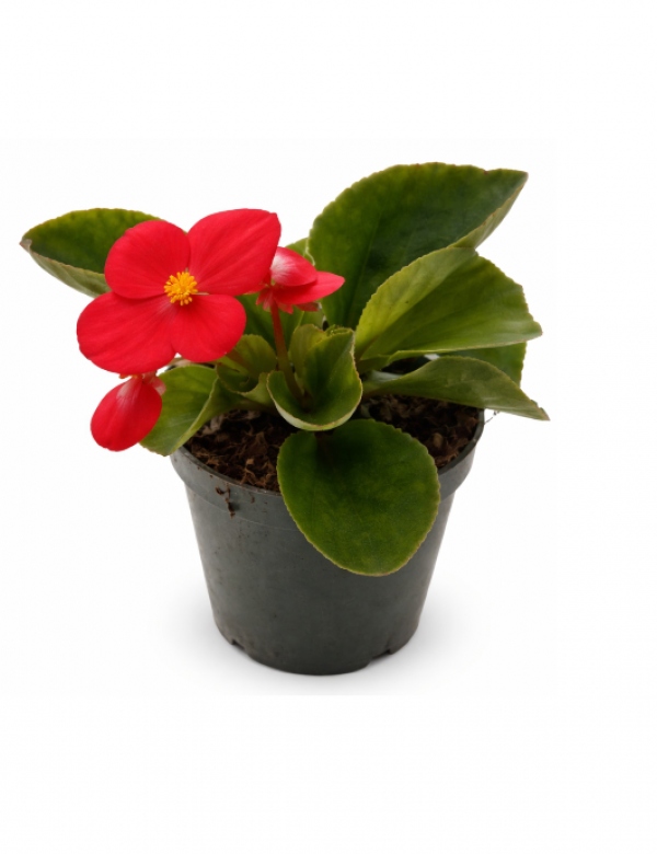 Begónia červená väčšia