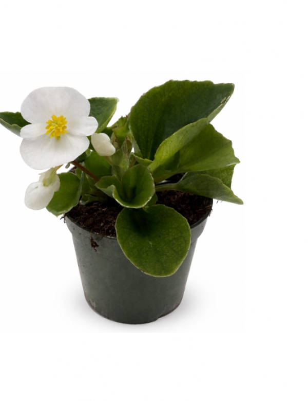 Begónia biela väčšia