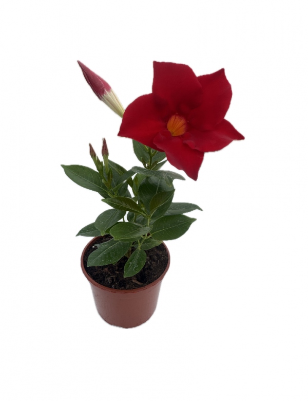 Mandevila - Červená