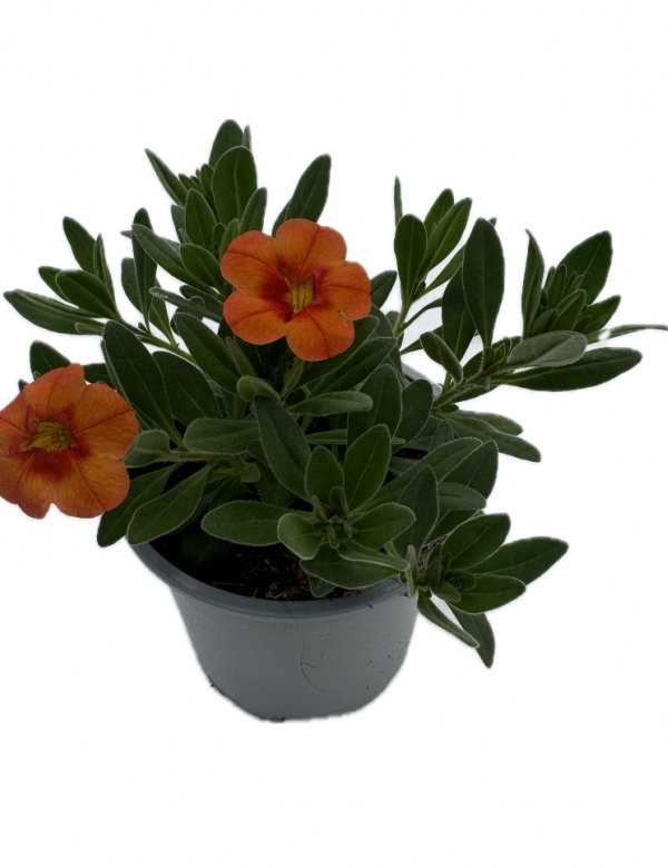 Milion bells oranžový