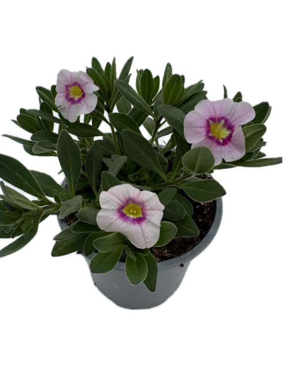 Milion bells ružový