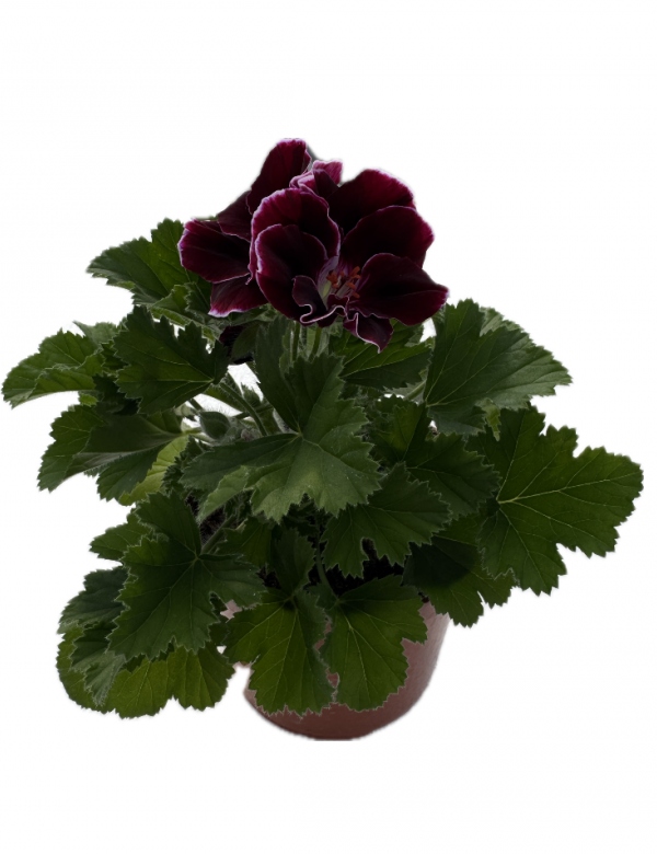 Anglický muškát Beauty