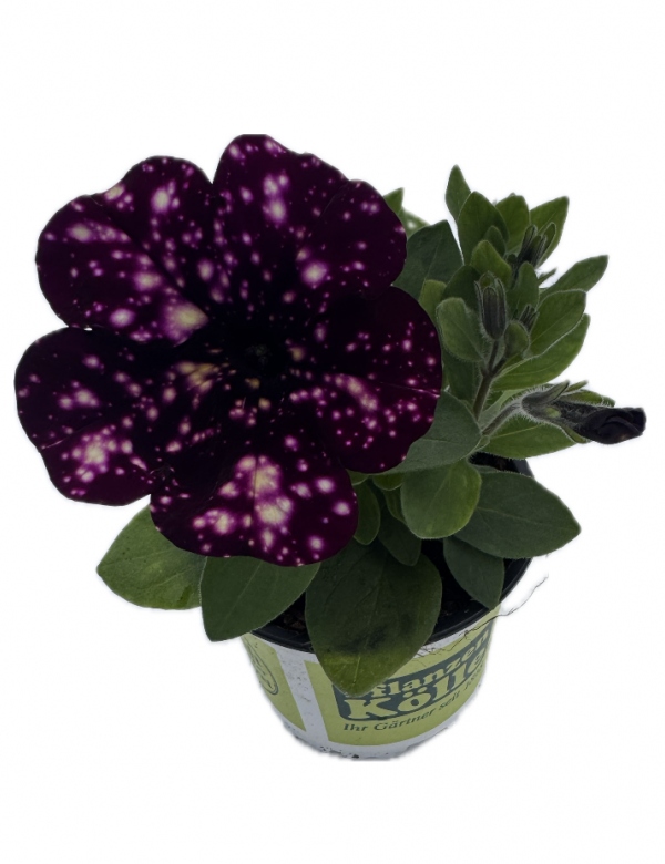 Surfínia ťahavá Galaxy fialová