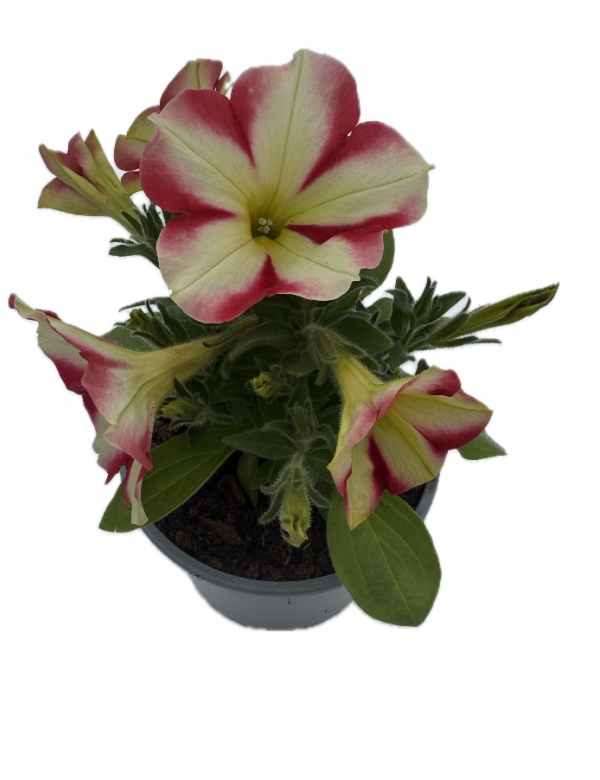 Surfínia ťahavá Lollipop