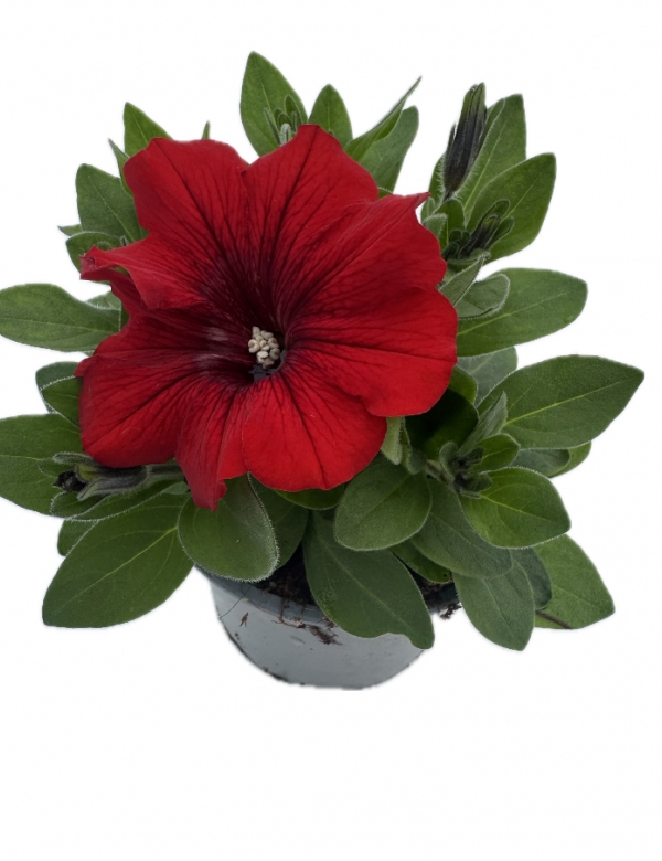 Surfínia ťahavá červená