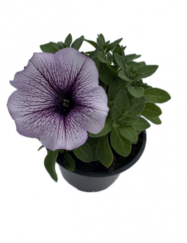 Surfínia ťahavá Compact