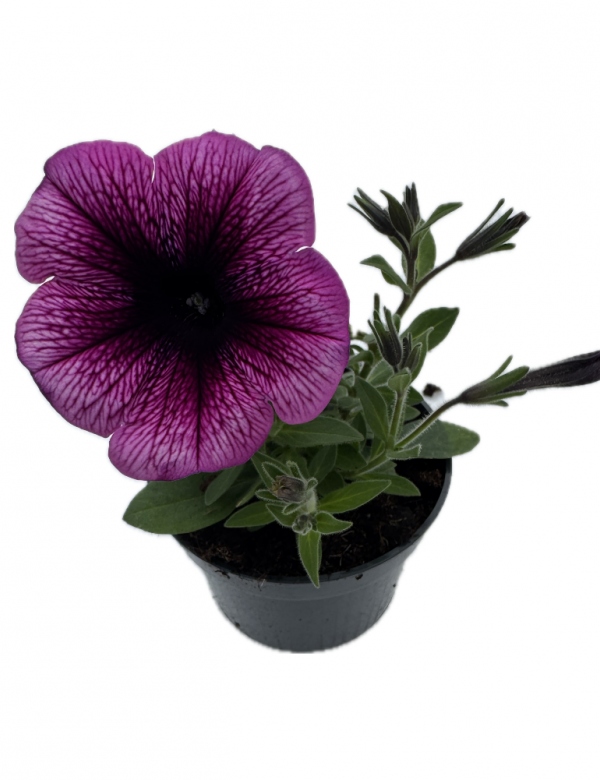 Surfínia ťahavá Purple gem