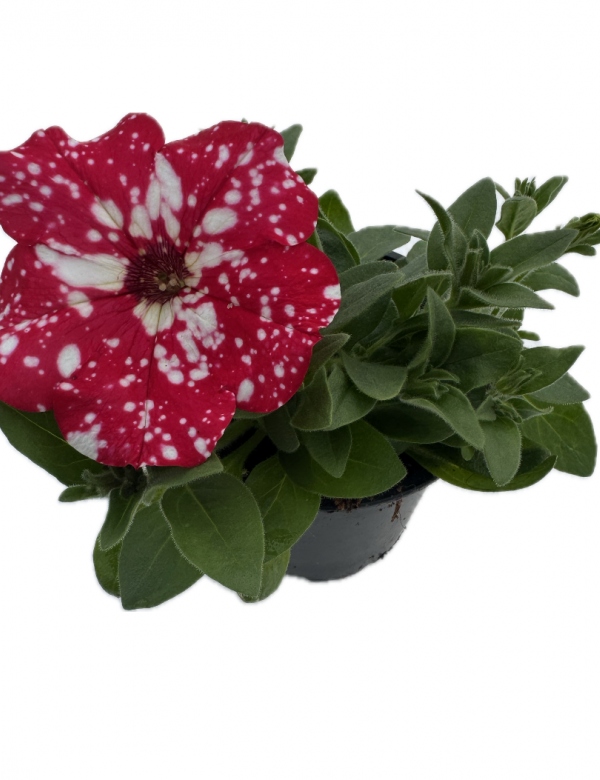 Surfínia ťahavá Galaxy červená