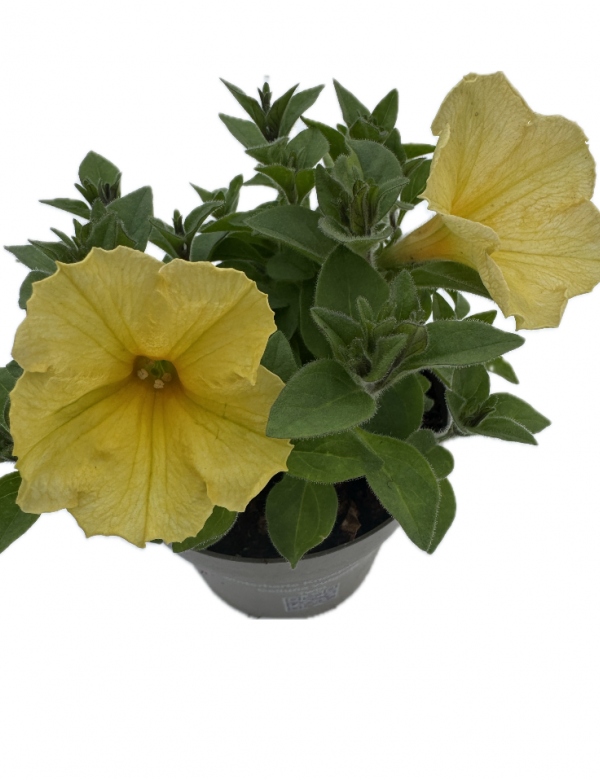 Surfínia ťahavá žltá