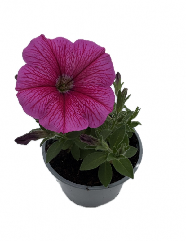 Surfínia ťahavá Rose Gem