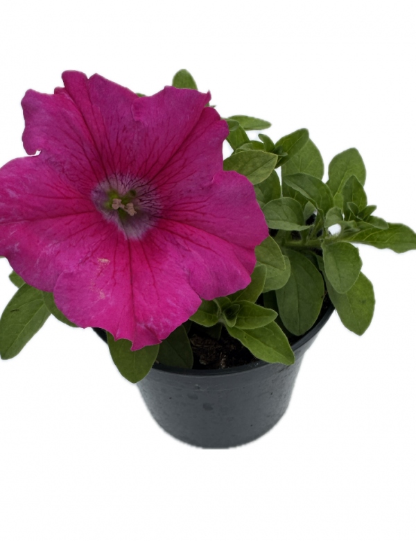 Surfínia ťahavá Ružová