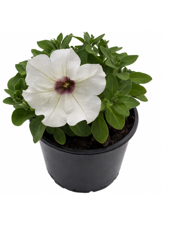 Surfínia ťahavá Biela