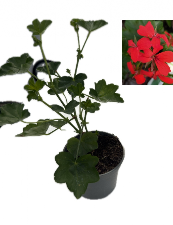 Tirolský muškát  červený väčší