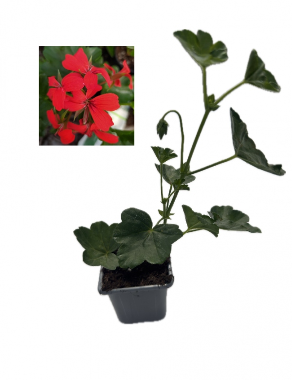 Tirolský muškát  červený menší