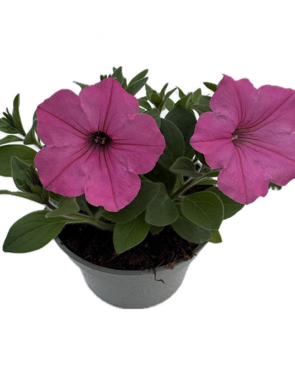 Supertunia Vista - Bubblegum