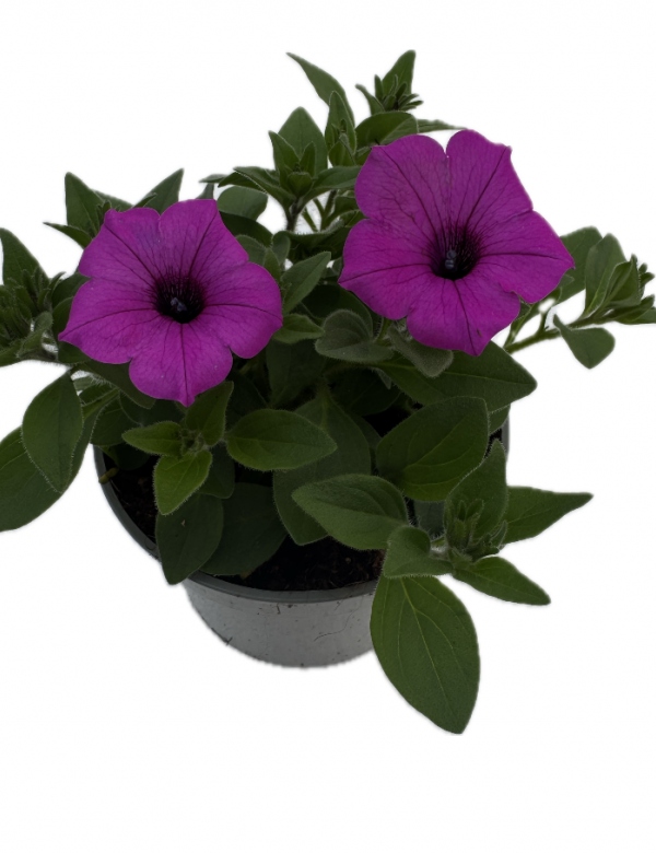 Supertunia Vista - Jazzberry