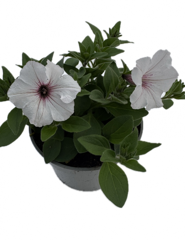 Supertunia Vista - Silverberry