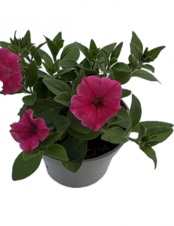 Supertunia Vista - Paradise