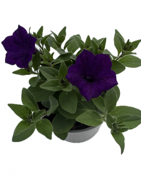 Supertunia Mini Vista - Ultramarine