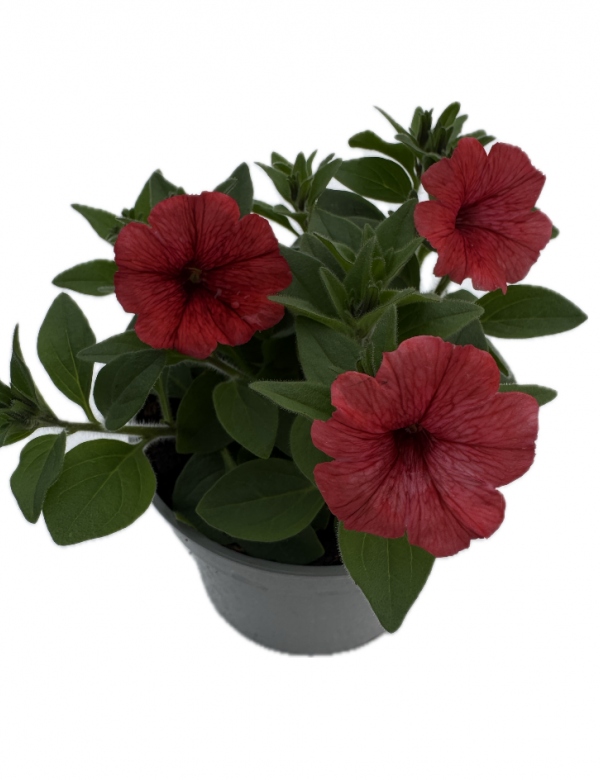 Supertunia Mini Vista - Coral
